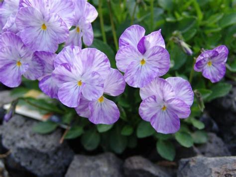 羅漢松開花|[羅漢松花期]羅漢松什麼時候開花